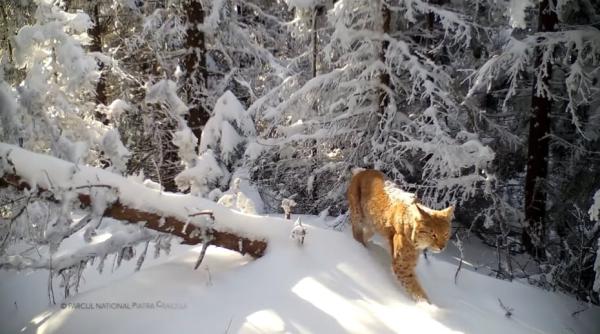 imagini rare cu un ras in zapada intrare in slow motion video