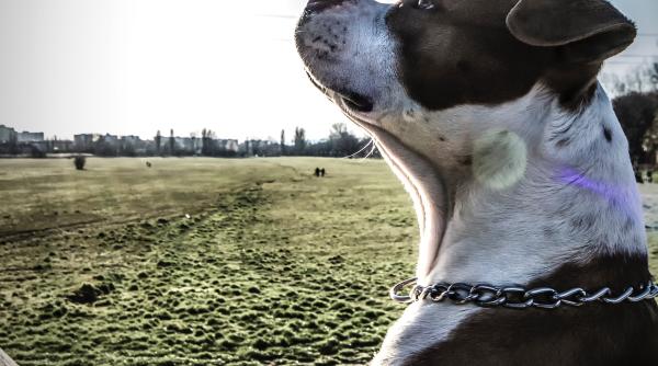 bucuresteanca amendata pentru ca si a abandonat cainele intr un parc in frig fara hrana si apa