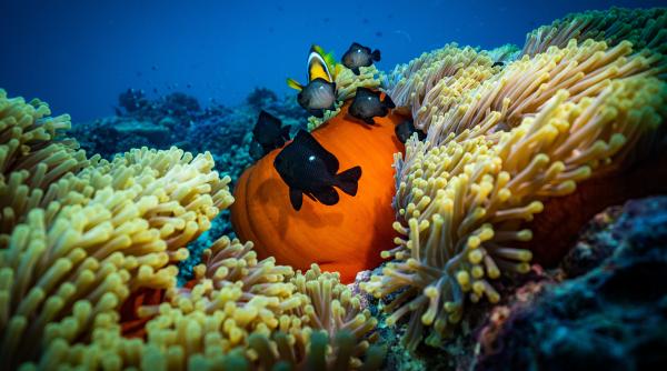 a inceput a sasea extinctie in masa avertizeaza cercetatorii lista rosie a animalelor pe cale de disparitie ar fi eronata