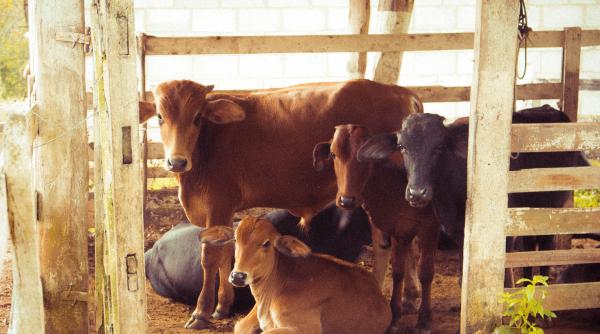 un vitel cu 3 ochi si 4 nari s a nascut in india localnicii cred ca e o reincarnare a zeului shiva video