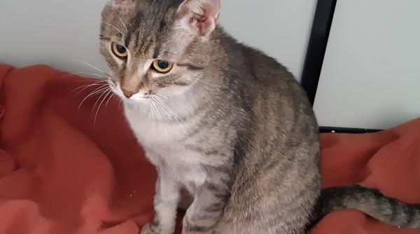 adoptii animale motanul chester grasa din mihailesti si alte doua suflete isi cauta un camin vrei o tona de iubire