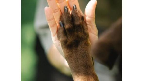 catelusa daisy operata de o tumora de 12 6 kilograme depasind 25prc din greutatea sa