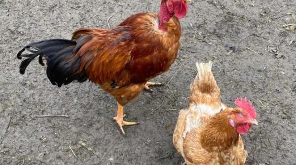 milioane de pasari sacrificate din cauza grupei aviare