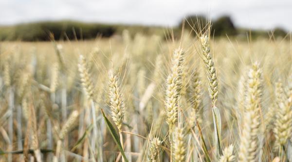 productia de grau estimata in 2022 cu 40prc mai mica decat in 2021