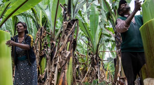 pseudo banana planta care ar putea face realitate securitatea alimentara in tarile africane