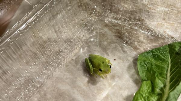video a gasit o broasca in salata cumparata ce a facut un barbat cu mica vietate