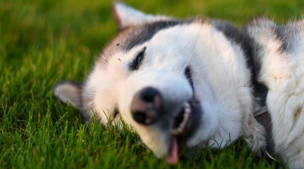 video viral cu un husky caruia nu i place sa fie spalat