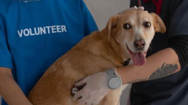 cum iti salvezi catelul cand se ineaca manevra heimlich la caini