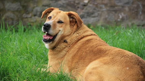 dieta potrivita pentru un caine supraponderal