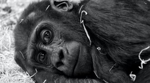 a murit ozzie cea mai batrana gorila din lume