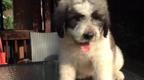 dusmanii de moarte ai cainilor in materie de alimentatie dupa acest articol veti schimba definitiv hrana patrupedului