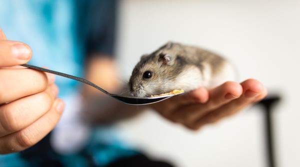 o femeie a sunat la dsp ca sa ceara certificat verde pentru hamsterul sau