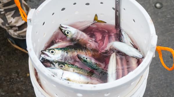 iarna in grecia sute de mii de pesti au murit din cauza socului termic