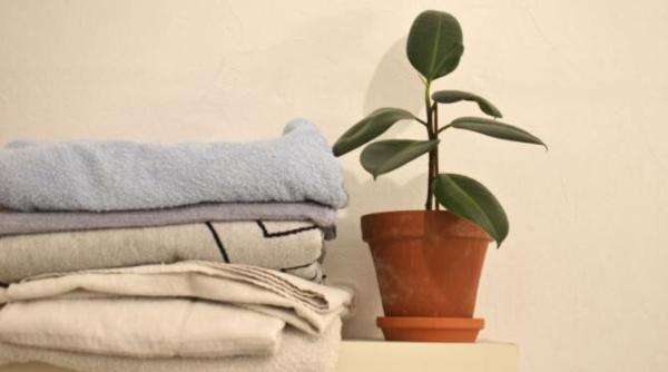 plante perfecte pentru baie limba soacrei are nevoie de putina lumina