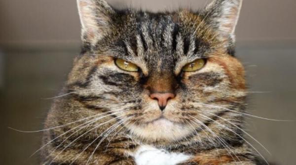 cum stii ca pisica ta e suparata pe tine semnele care te avertizeaza