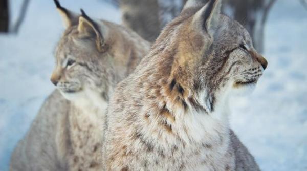 o femela de ras a fost surprinsa cu puii sai in zona salbatica a vrancei