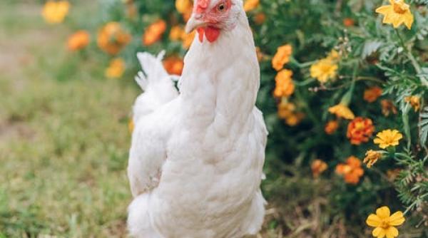 o gaina prinsa in timp ce incerca sa intre in sediul pentagonului