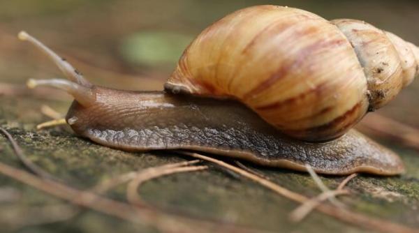 veninul unui melc de mare folosit pentru tratarea diabetului