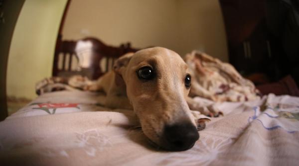 video viral un caine merge doar cu labutele din fata pentru a evita iarba umeda