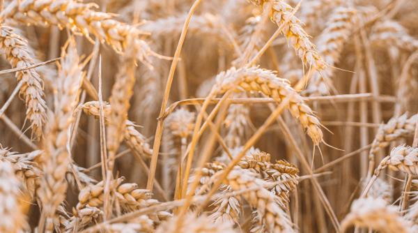 china elimina restrictiile pentru importurile de grau si orz din rusia este o veste proasta pentru ue australia si canada