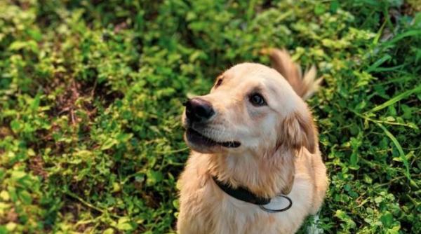 curiozitati despre golden retriever cea mai iubita rasa de catei bune maniere blandete prietenie