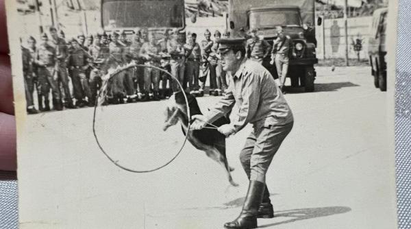 povestea cainelui calu din filmul pistruiatul doar la comanda instructorului ioan tasca facea totul video