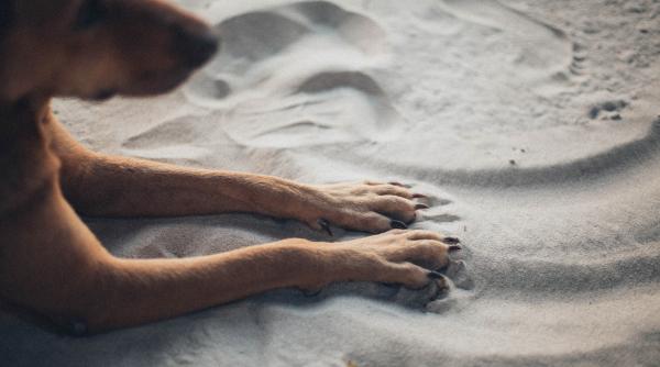 video viral reactia unui caine la filmul frozen