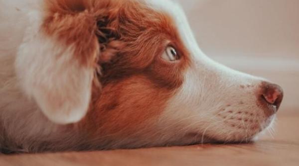 ti ai aduce catelul la locul de munca ce cred marii angajatori