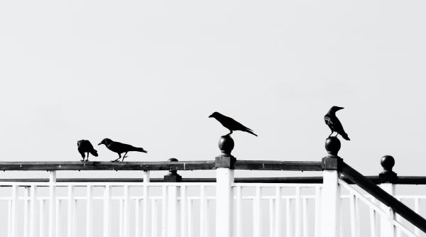 ambasada suediei la bucuresti in orasul s dert lje ciorile au fost invatate sa adune mucuri de tigara video