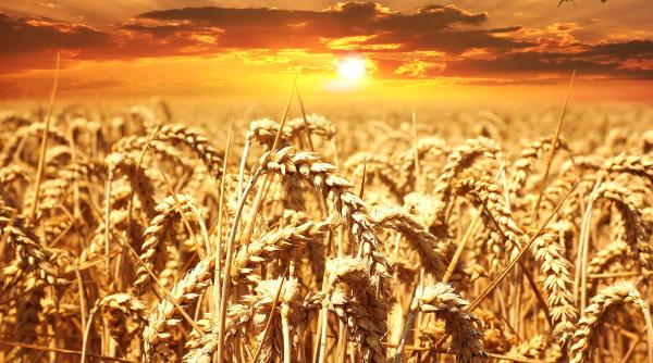 criza alimentara profunda in doar cativa ani mircea cosea romania ar putea fi intr o situatie absolut fantastica viitorul este legat de agricultura