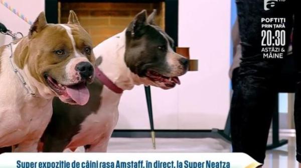 curiozitati despre cainii din rasa amstaff sunt catei de familie foarte protectivi