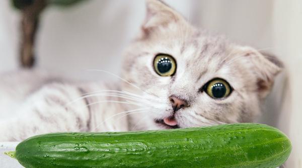 de ce se tem pisicile de castraveti