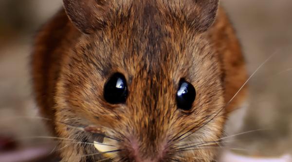 elvetia ar putea deveni prima tara din lume care sa interzica testele pe animale