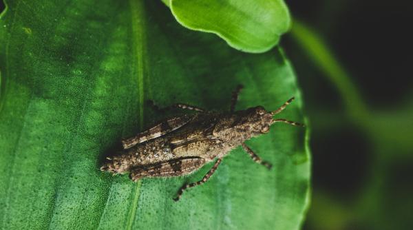 greierele considerat oficial aliment in uniunea europeana