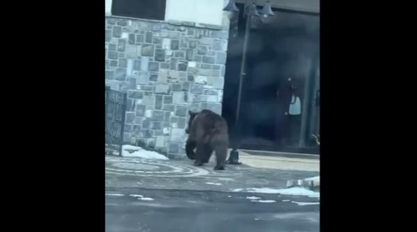 ursi la intrarea unui hotel din sinaia