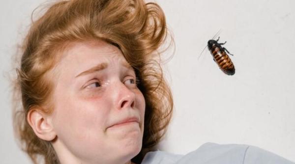 cum sa scapi de insectele din casa