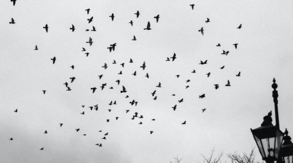 fenomen misterios intr un oras din mexic zeci de pasari s au prabusit brusc pe asfalt video