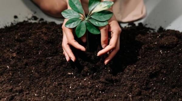 6 milioane de arbori vindecatori vor fi plantati in memoria victimelor covid 19