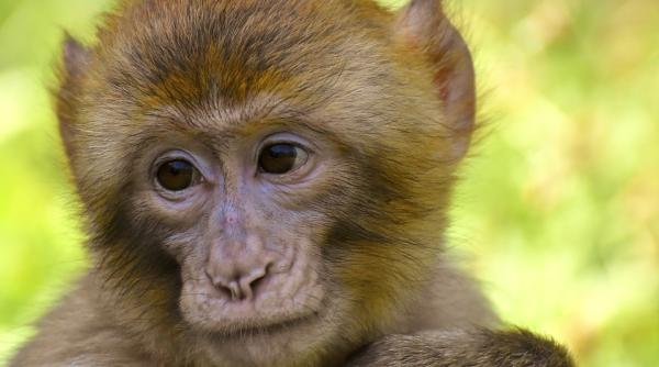 compania lui elon musk in plin scandal neuralink a recunoscut