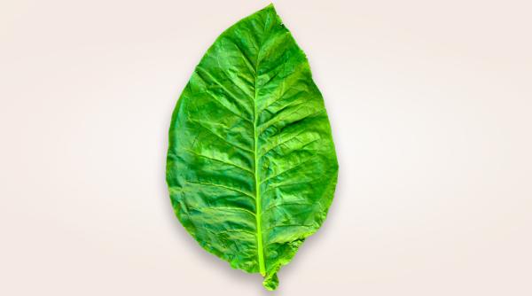 nicotina mituri si realitate in legatura cu fumatul