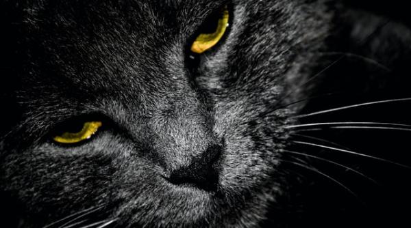 ochi de felina si tample umplute cele mai ciudate operatii estetice ale momentului medic estetician nu ne putem juca cu aceasta interventie