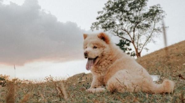 cei mai lenesi caini nu isi doresc altceva decat sa se ghemuiasca pe canapea