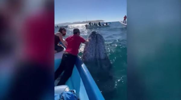 imagini spectaculoase cu o balena gri s a lasat pupata de turisti video