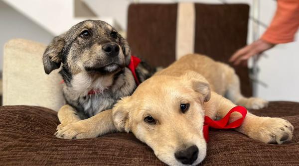 psd a adoptat doi caini la partid jurnalista ana maria roman le cauta stapan ciolacu tot comentam la sediu ca nu avem si suflete calde