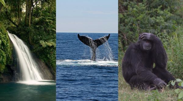 inteligenta artificiala pastreaza echilibrul faunei salbatice cum este implementata