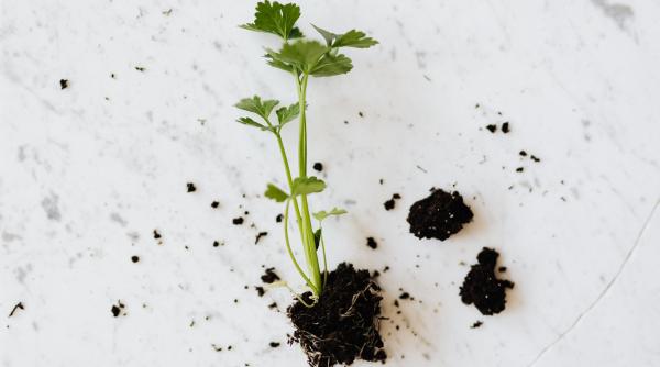 radacina de patrunjel efectele nestiute ale plantei