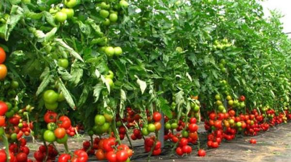dna dosarul de frauda cu bani europeni pentru tomate cu inculpati din sicilia finalizat