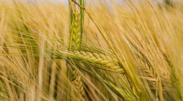 situatia din ucraina dauneaza grav pretului la grau adie un vant de panica pe piata