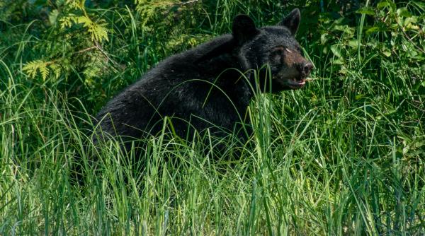 un urs supraponderal este cautat de politisti dupa de a spart zeci de locuinte din california