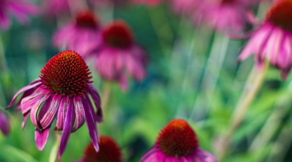 echinacea ce este si ce beneficii uimitoare poate aduce asupra sanatatii
